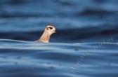 phalaropus_fulicarius_j.jpg